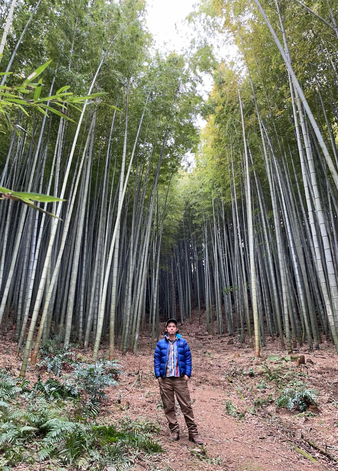 Hikobae Works(ヒコバエワークス)イメージ画像