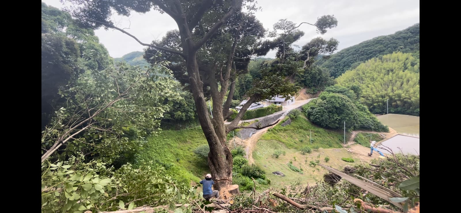 Hikobae Works(ヒコバエワークス)イメージ画像