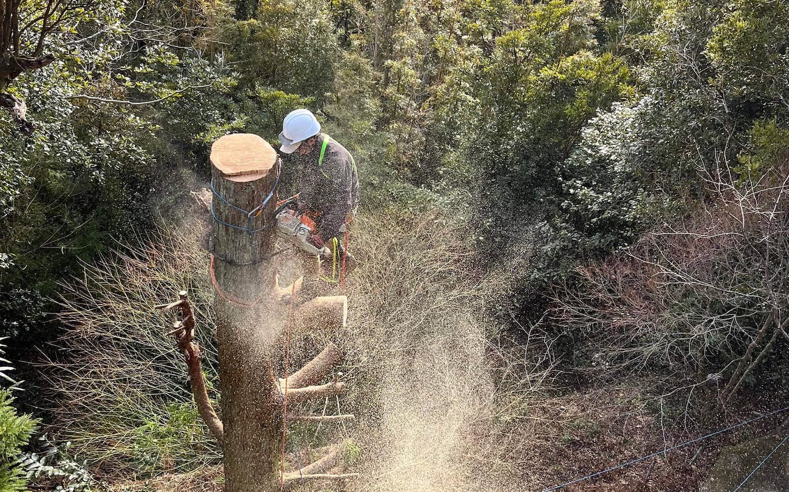 Hikobae Works(ヒコバエワークス)イメージ画像